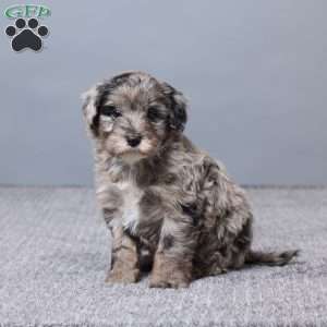Adek, Mini Sheepadoodle Puppy